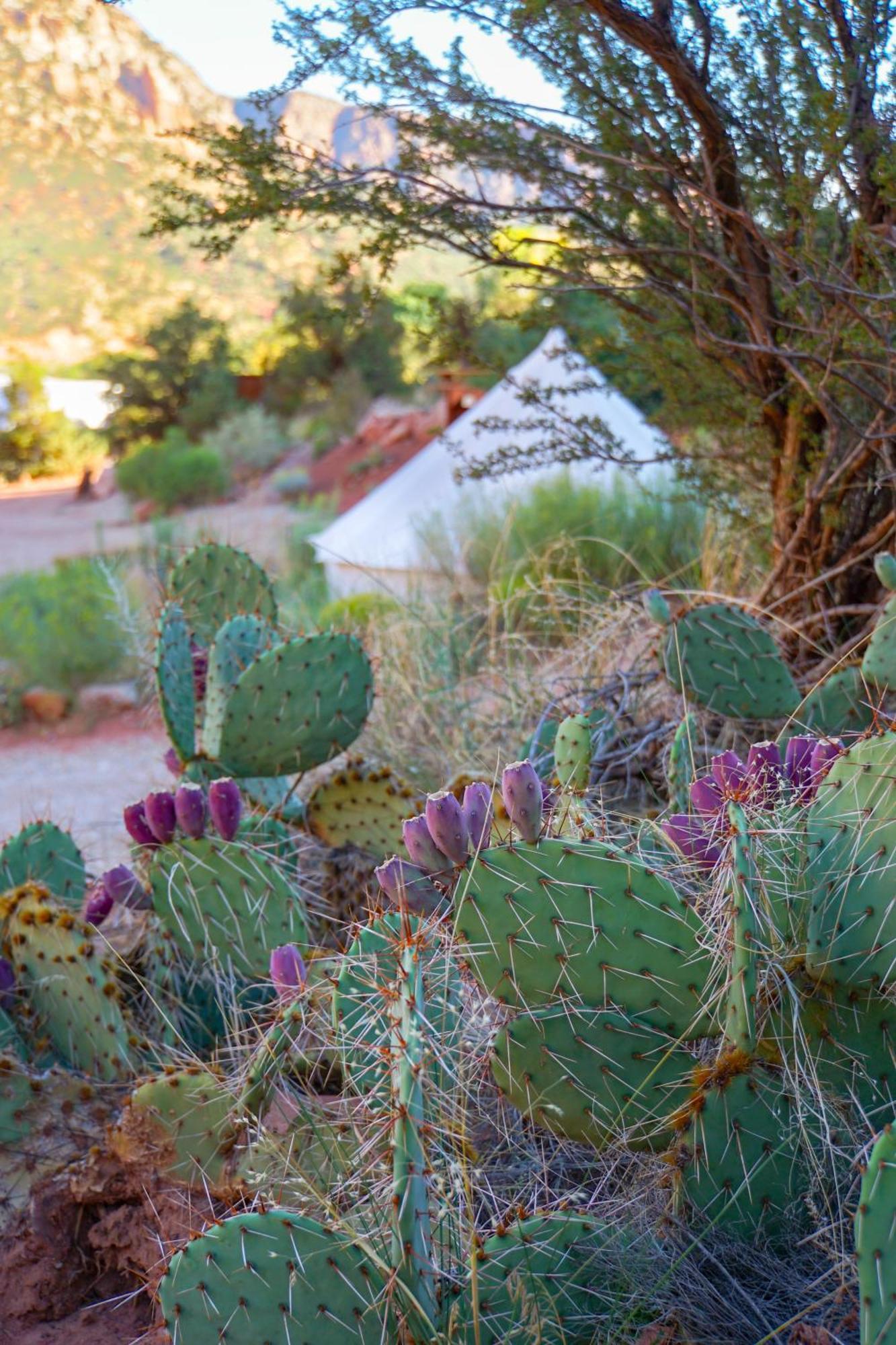 Zion Glamping Adventures Hotell Hildale Eksteriør bilde